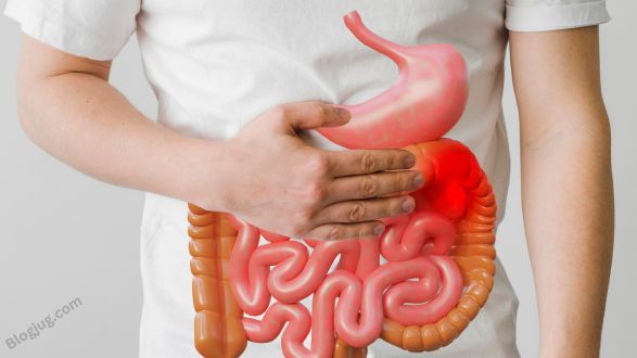 Digestive System: Organs & Anatomy, Function 